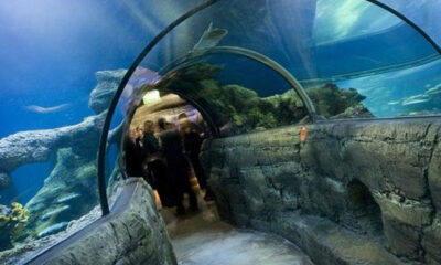 Visit Sea Life Aquarium in London