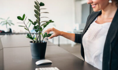 Plants for Windowless Office