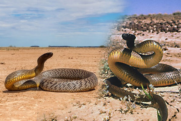 TOP Most Dangerous Snakes in the World
