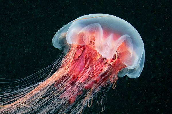 Types of Jellyfish in Egypt