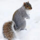 What do Squirrels do in Winter?