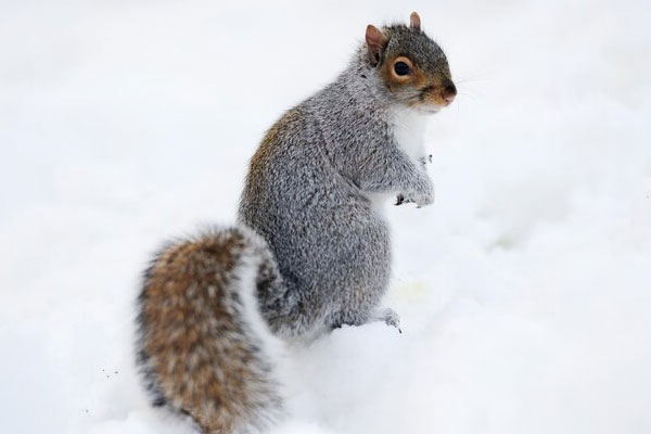 What do Squirrels do in Winter?